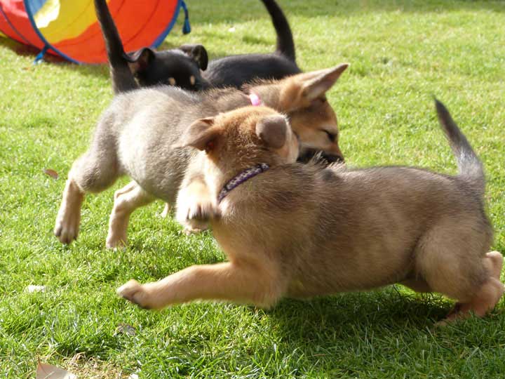 chinook dog